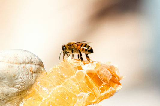Le miel : l’ingrédient suprême pour une peau souple et rayonnante