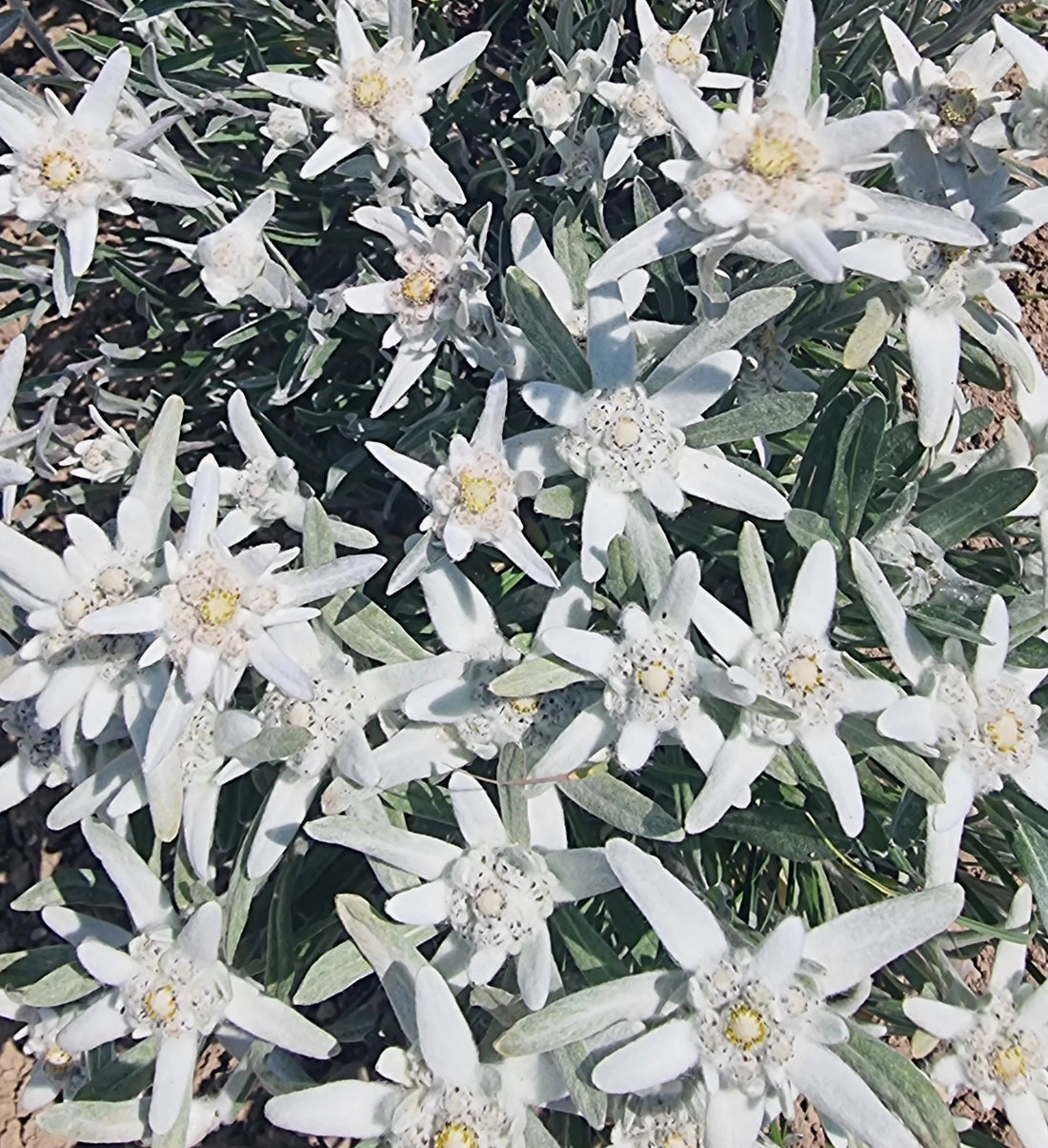 Les Bienfaits de l'Edelweiss pour la Peau : Découvrez la Puissance de la Fleur des Alpes